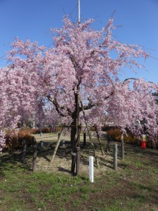 花見　鶴舞公園